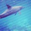 dolphin_02_sample