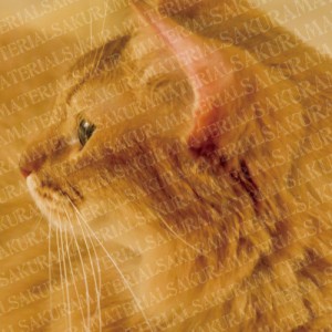 「可愛らしい猫の横顔」の女子向け無料素材
