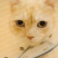 「スコティッシュフォールドの猫さん01」の女子向け無料素材